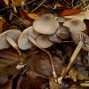 Marasmius wynnei, Violetter Schwindling